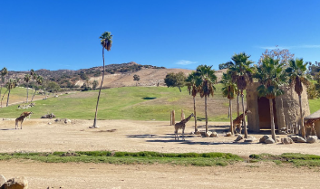 A giraffe is spotted on the Africa Tram Ride.