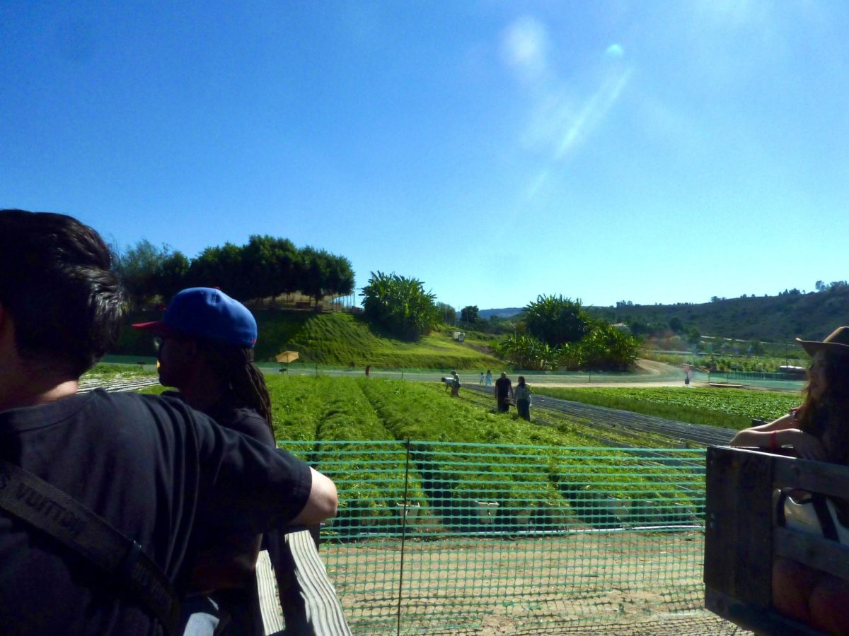 At Tanka Farms Pumpkin Patch on Oct 19, 2026, visitors enjoyed fall activities and explored festive displays. The family-run farm was founded in the early 1900s by a first-generation Japanese immigrant "Great-grandfather Takeo."